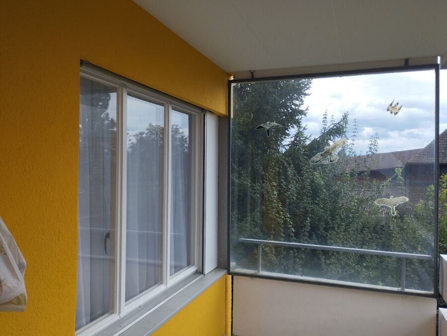 Relocate bees & remove bee nest