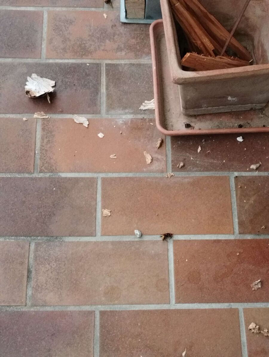 Relocate bees & remove bee nest