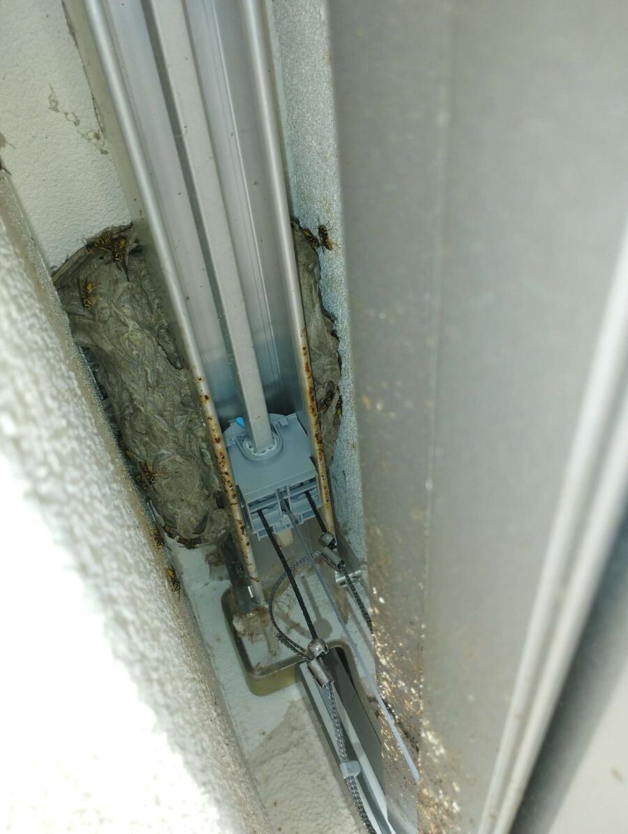 Bee nest at the house remove