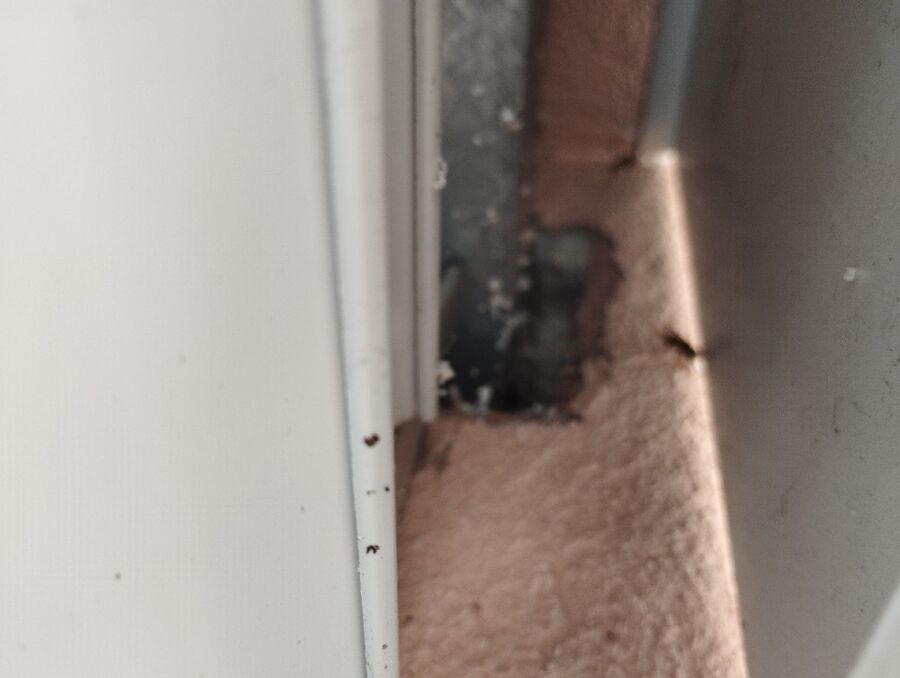 Bee nest at the house remove