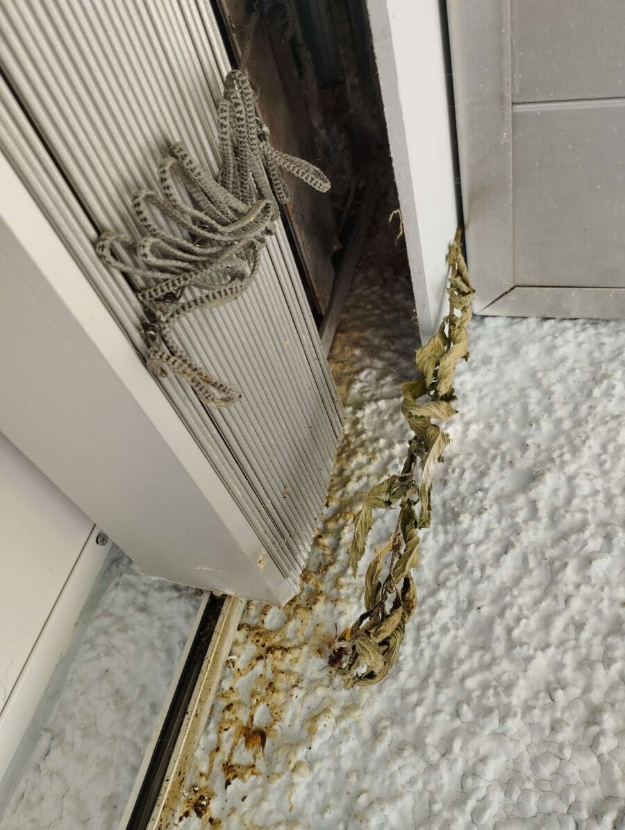 Relocate bees & remove bee nest