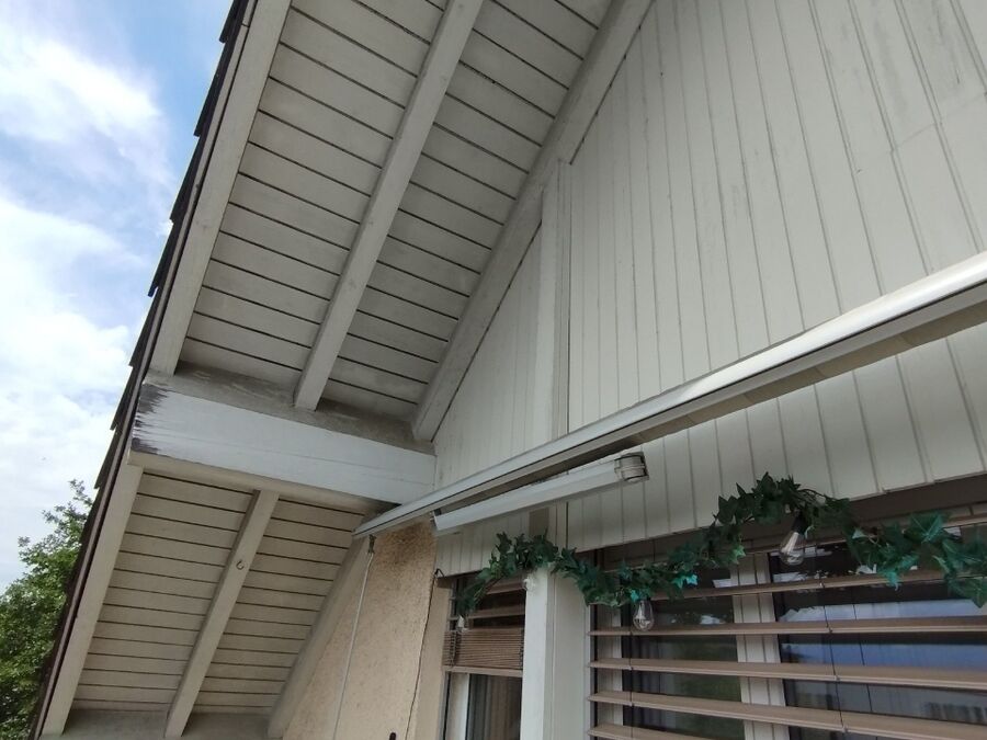 Relocate bees & remove bee nest