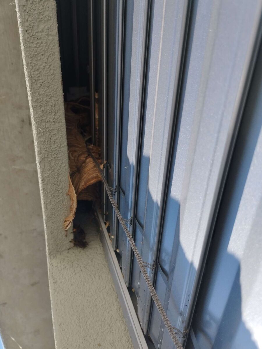 Relocate bees & remove bee nest