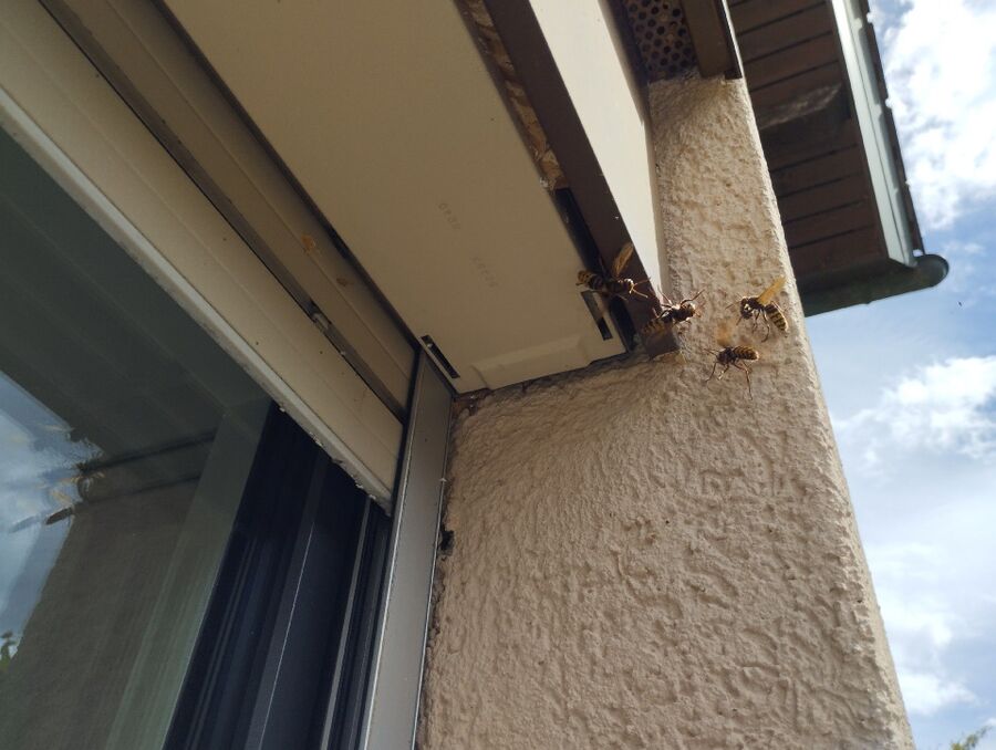 Bee nest at the house remove