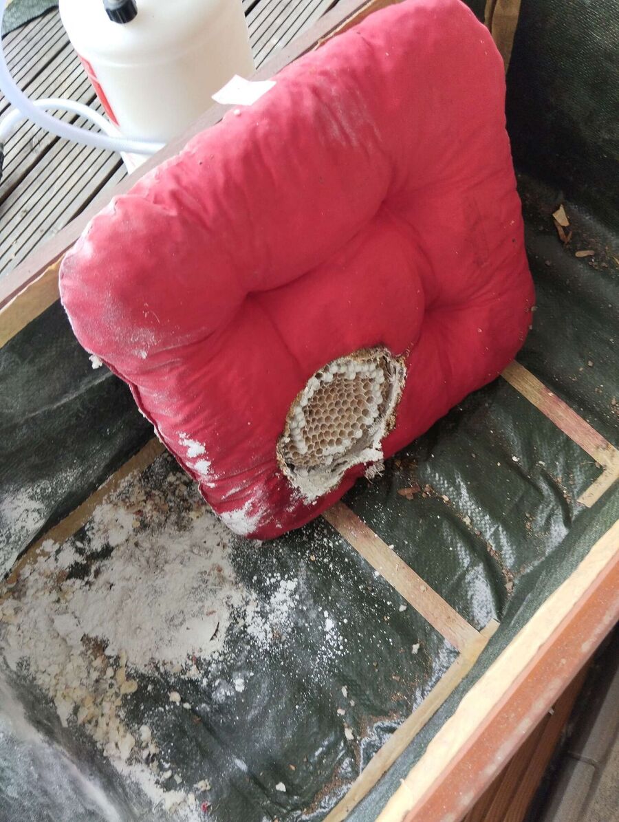 Relocate bees & remove bee nest