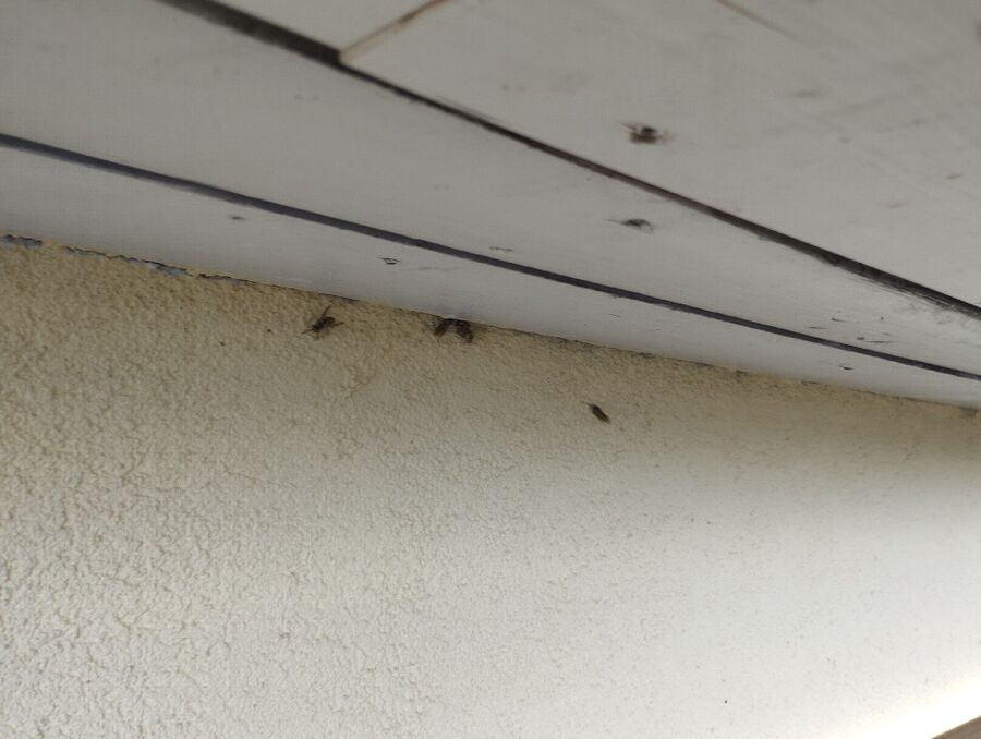 Bee nest at the house remove