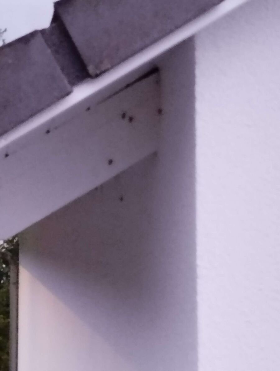 Relocate bees & remove bee nest