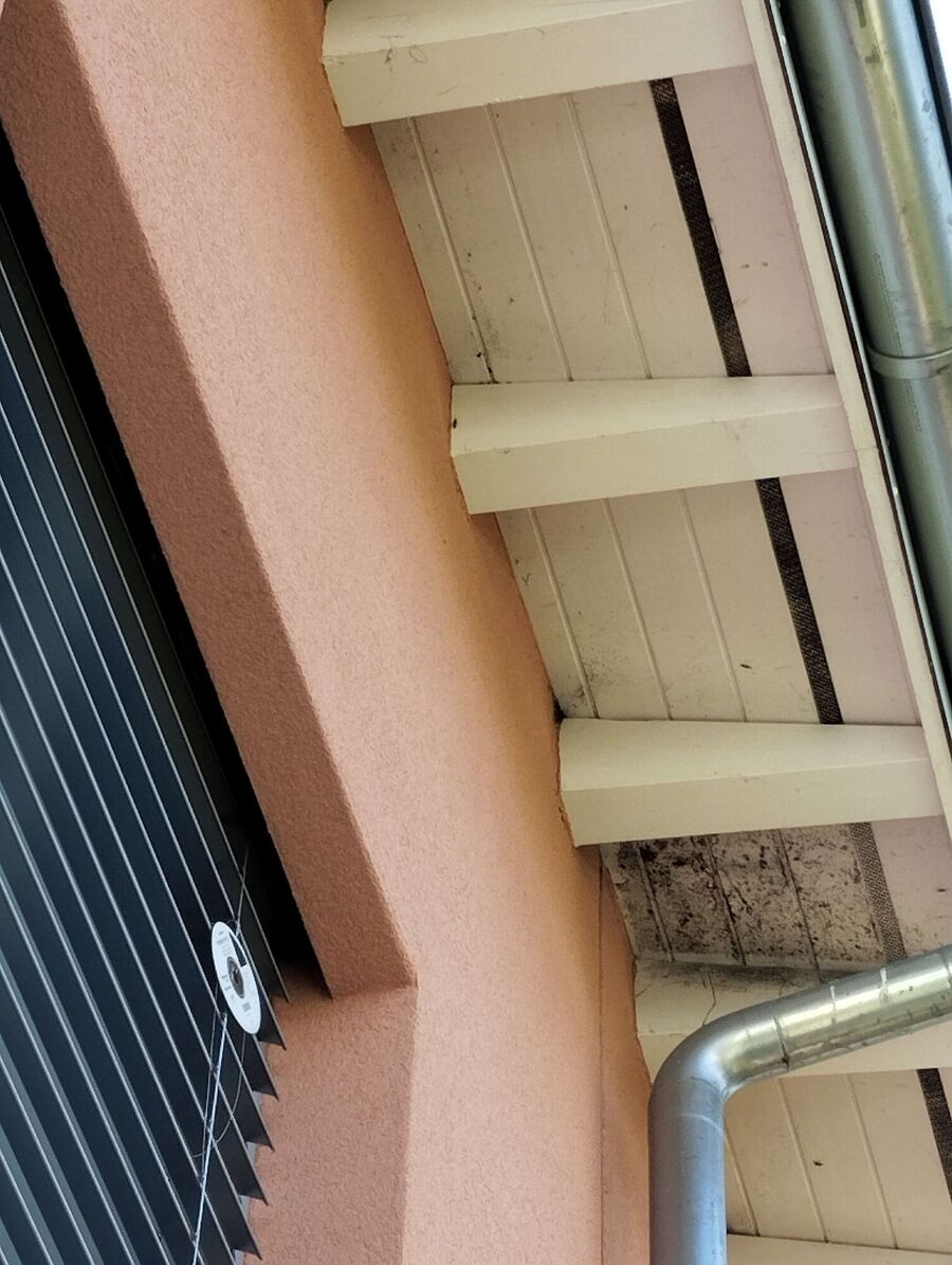 Relocate bees & remove bee nest