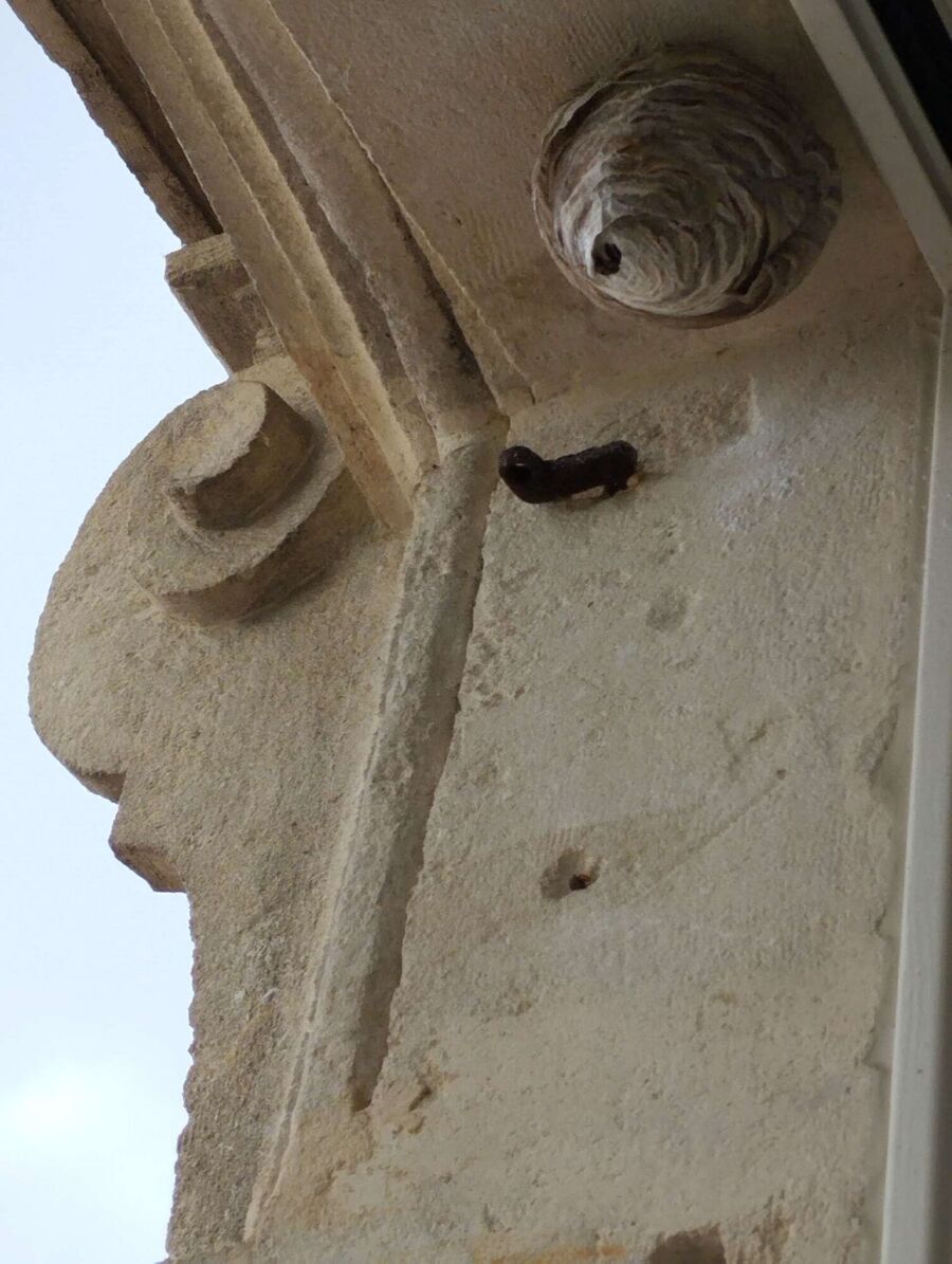 Bee nest at the house remove