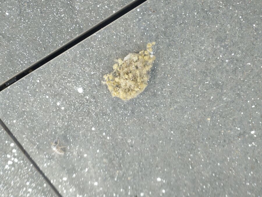 Bee nest at the house remove