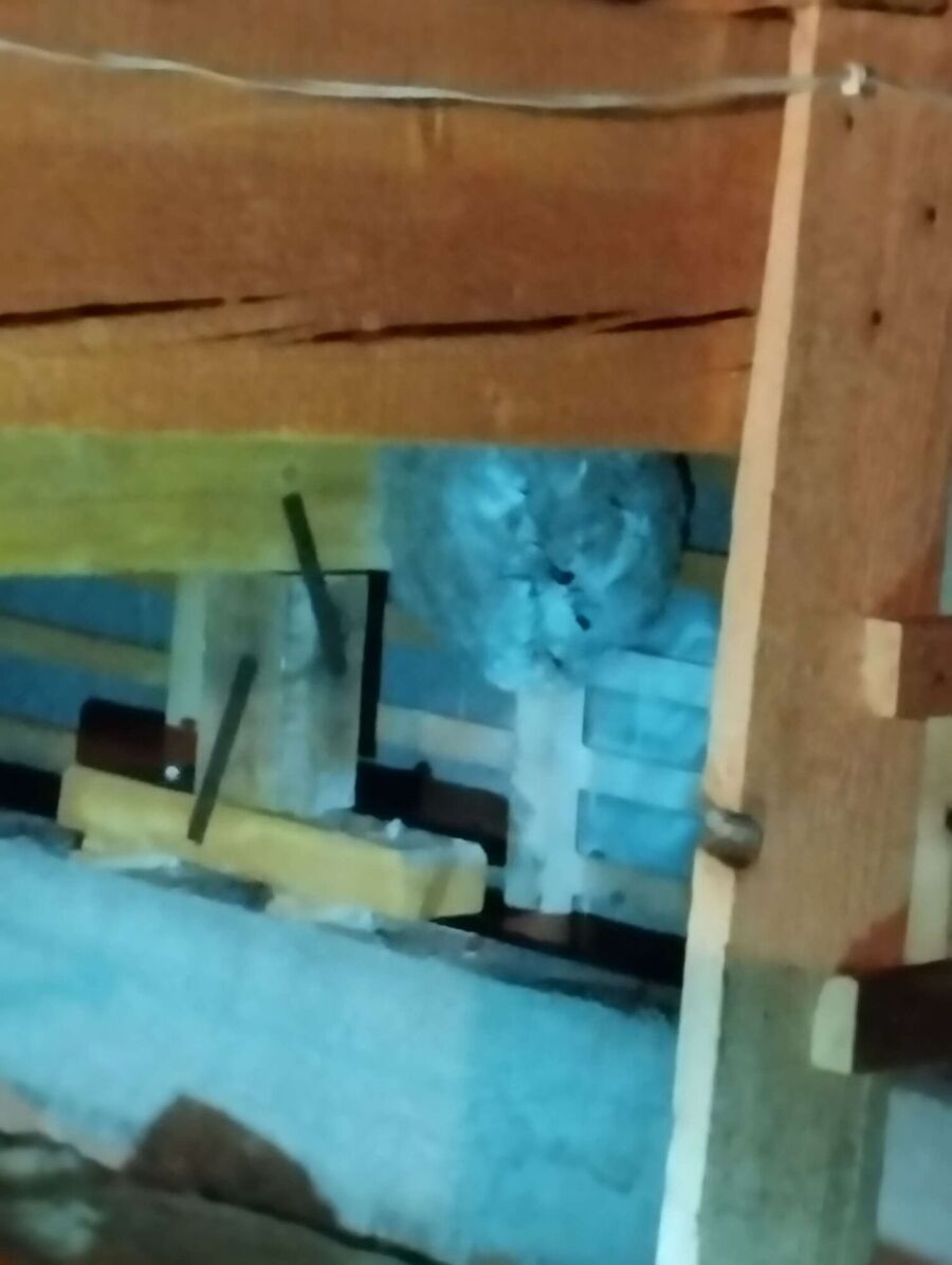 Bee nest at the house remove