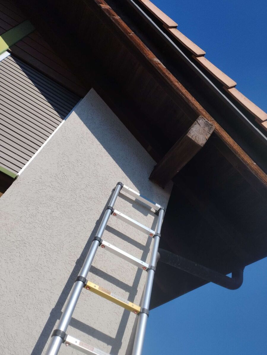 Relocate bees & remove bee nest