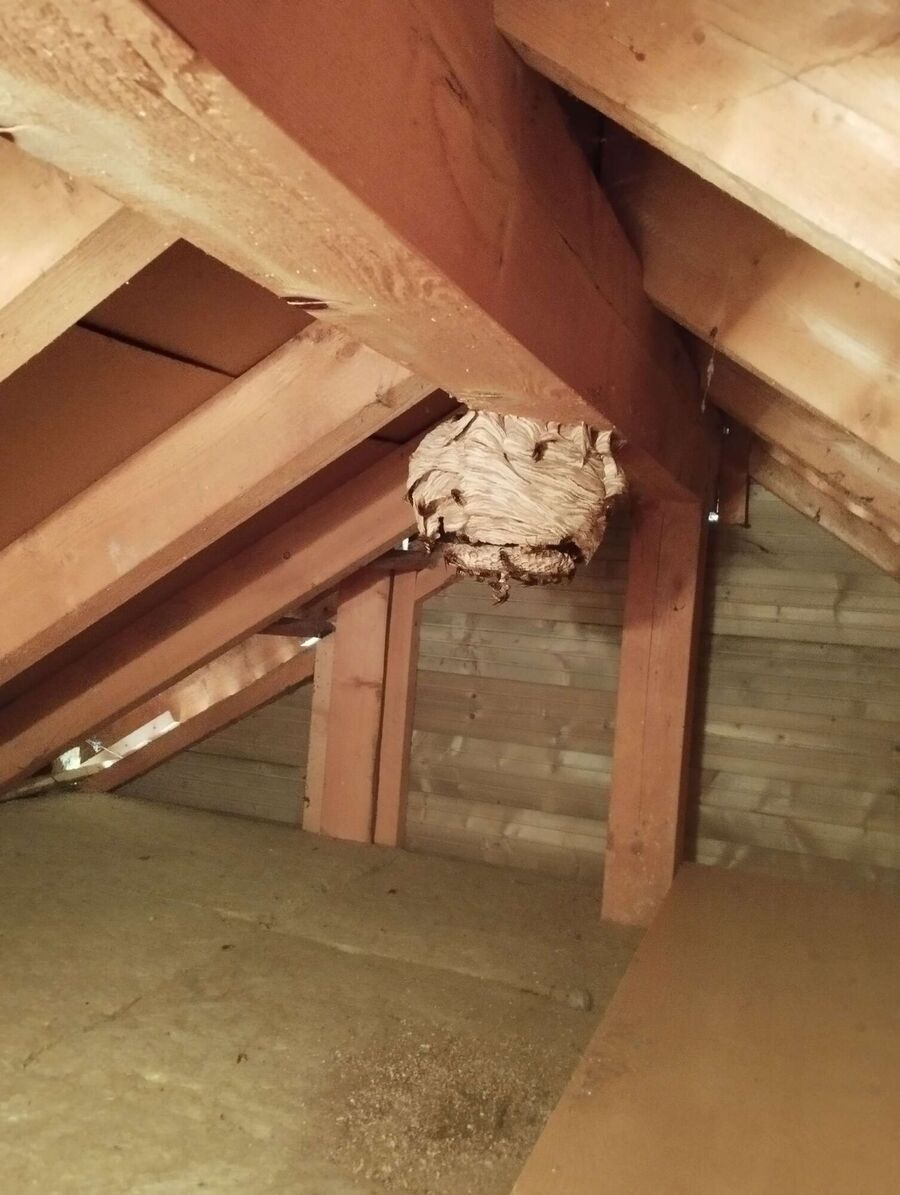 Bee nest at the house remove