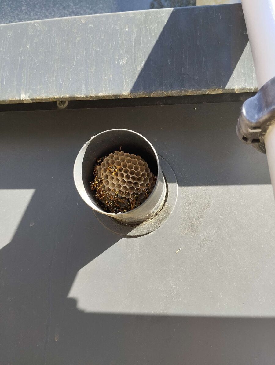 Bee nest at the house remove