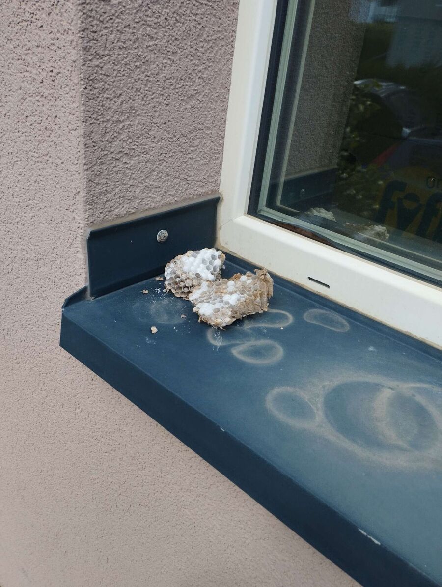 Bee nest at the house remove