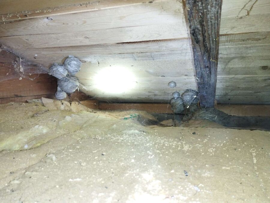 Relocate bees & remove bee nest