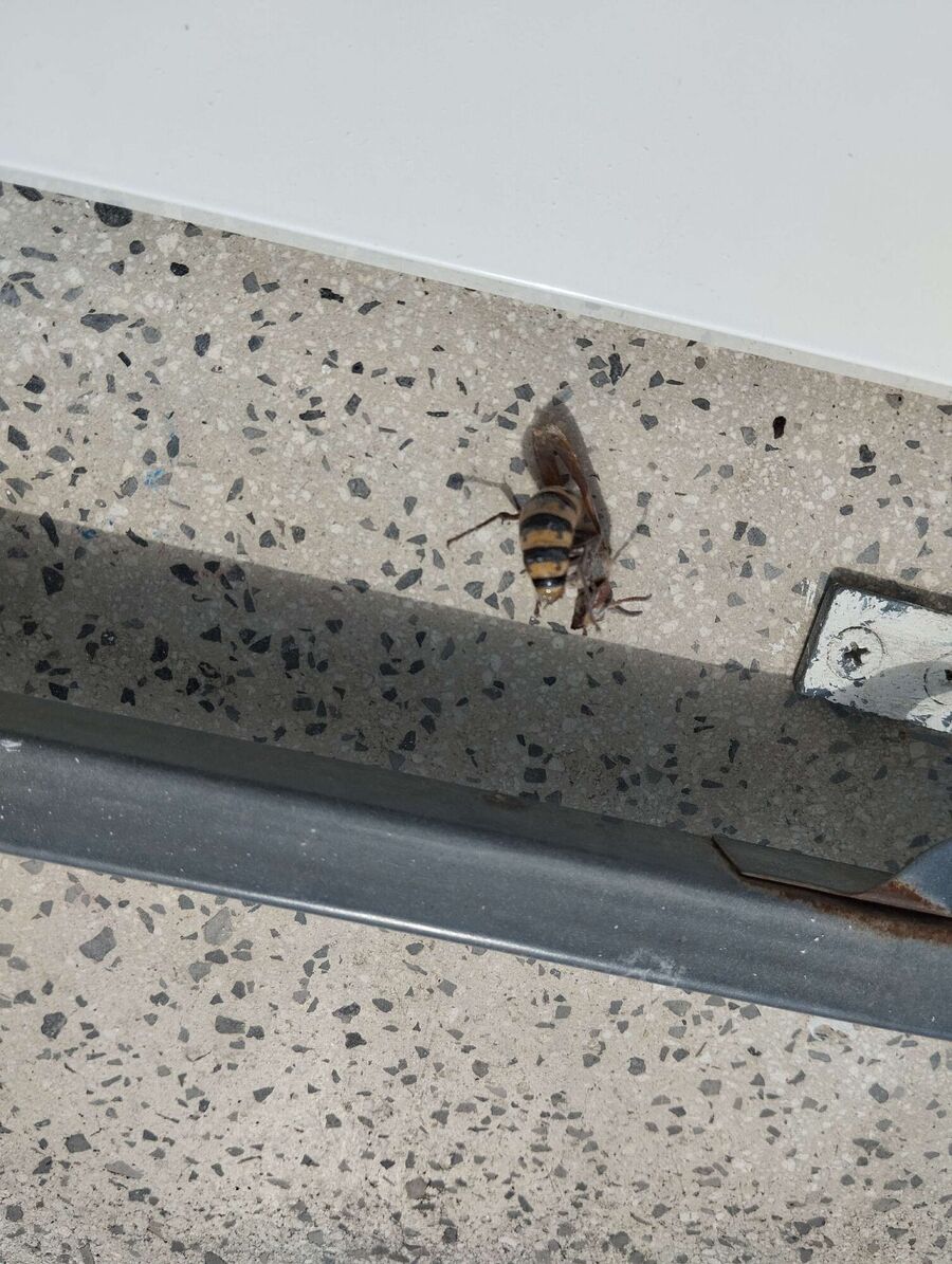 Bee nest at the house remove