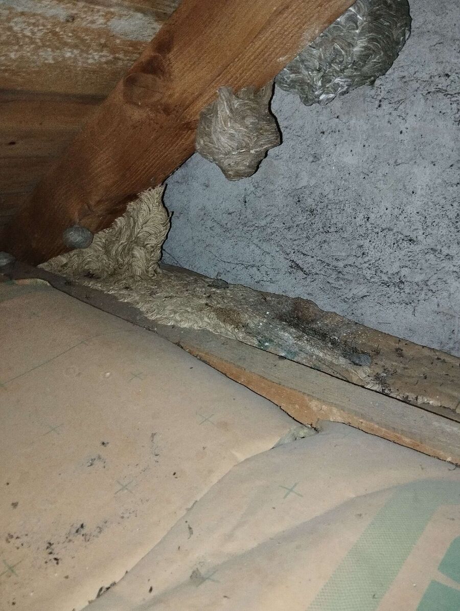 Bee nest at the house remove