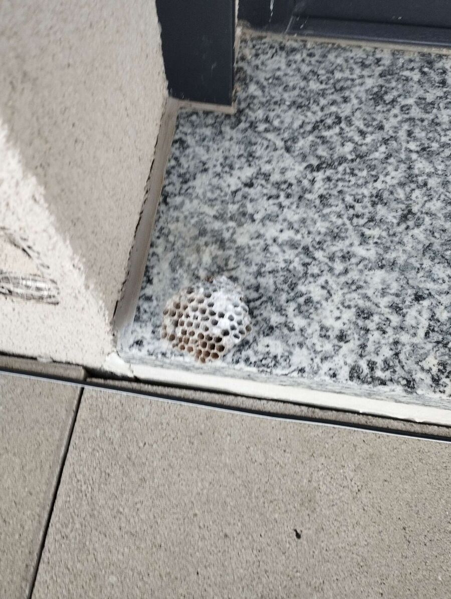 Bee nest at the house remove