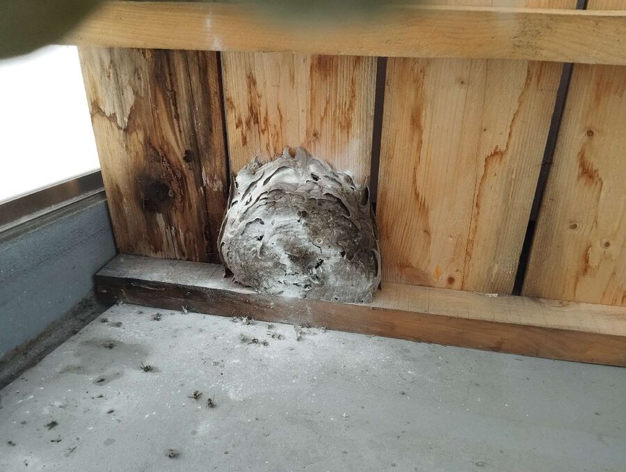 Bee nest at the house remove