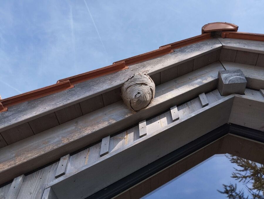 Bee nest at the house remove