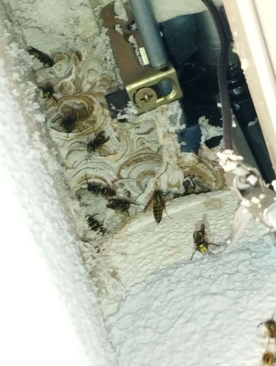 Bee nest at the house remove