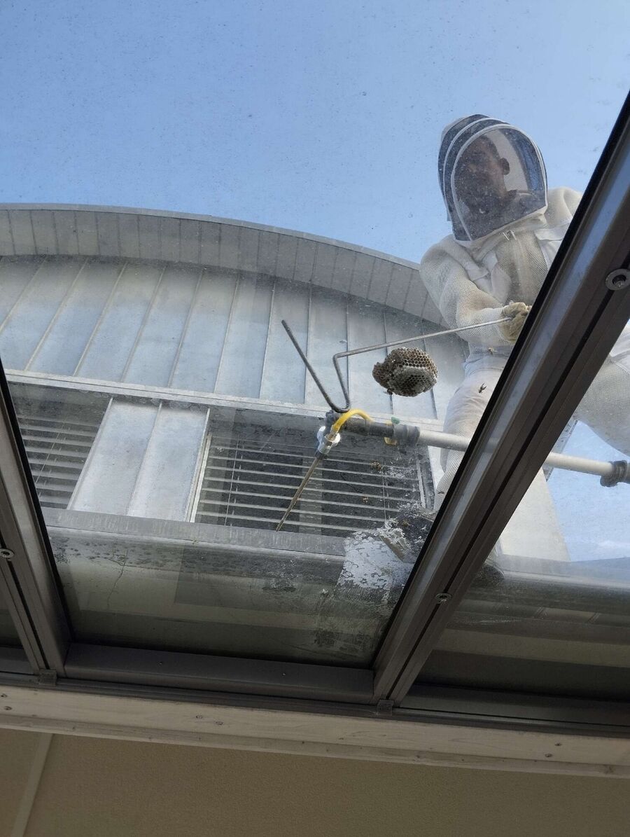 Relocate bees & remove bee nest