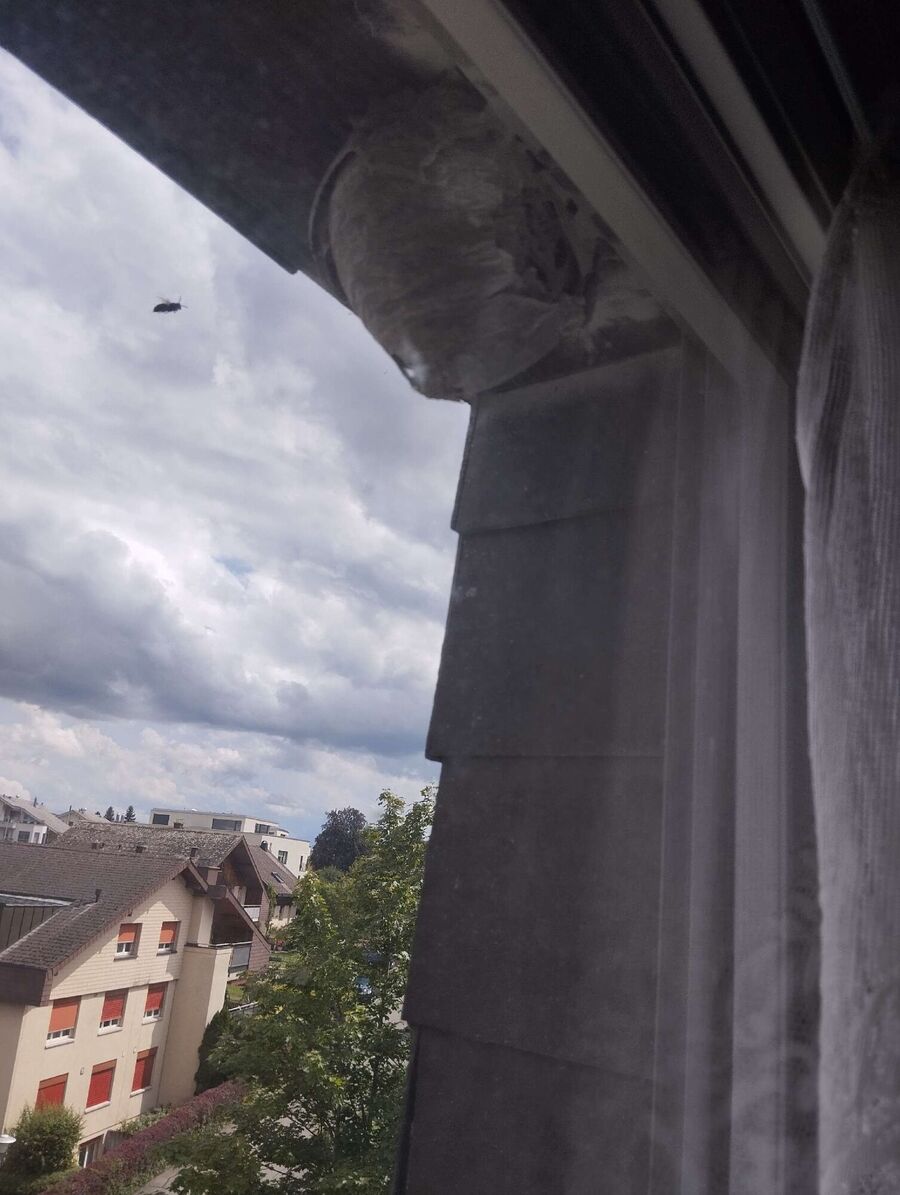 Bee nest at the house remove