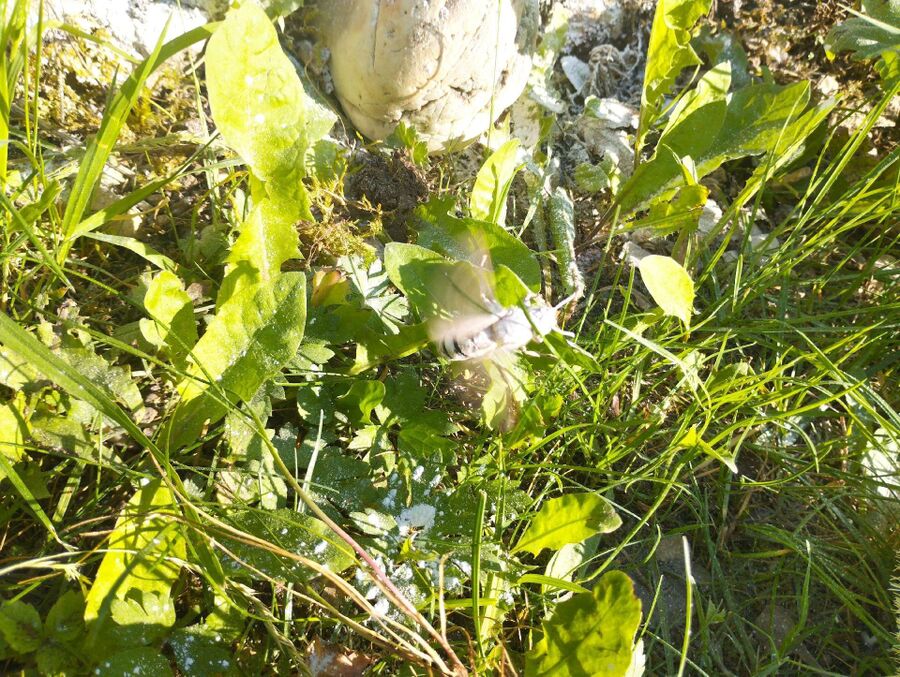 Bee nest at the house remove