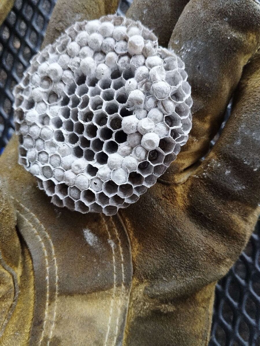 Relocate bees & remove bee nest