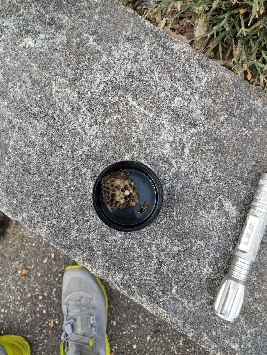 Bee nest at the house remove