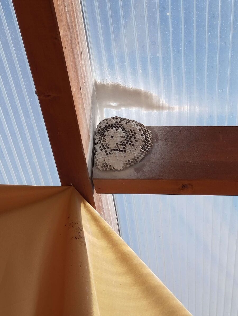 Relocate bees & remove bee nest