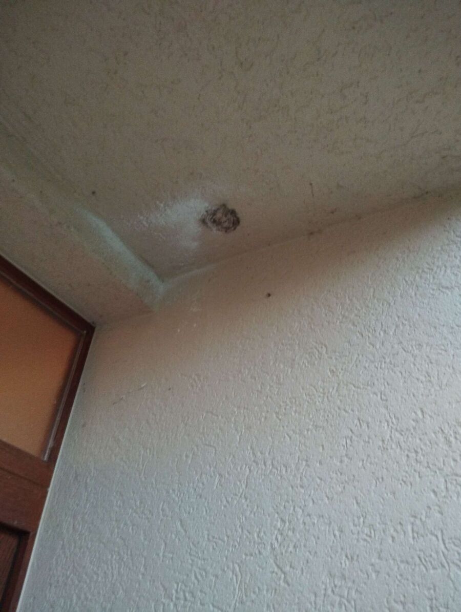 Bee nest at the house remove