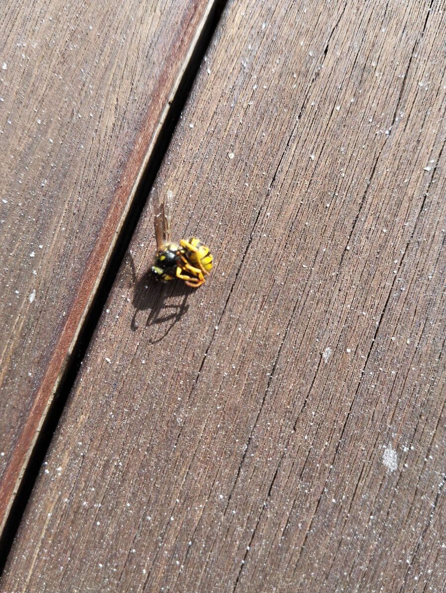 Relocate bees & remove bee nest