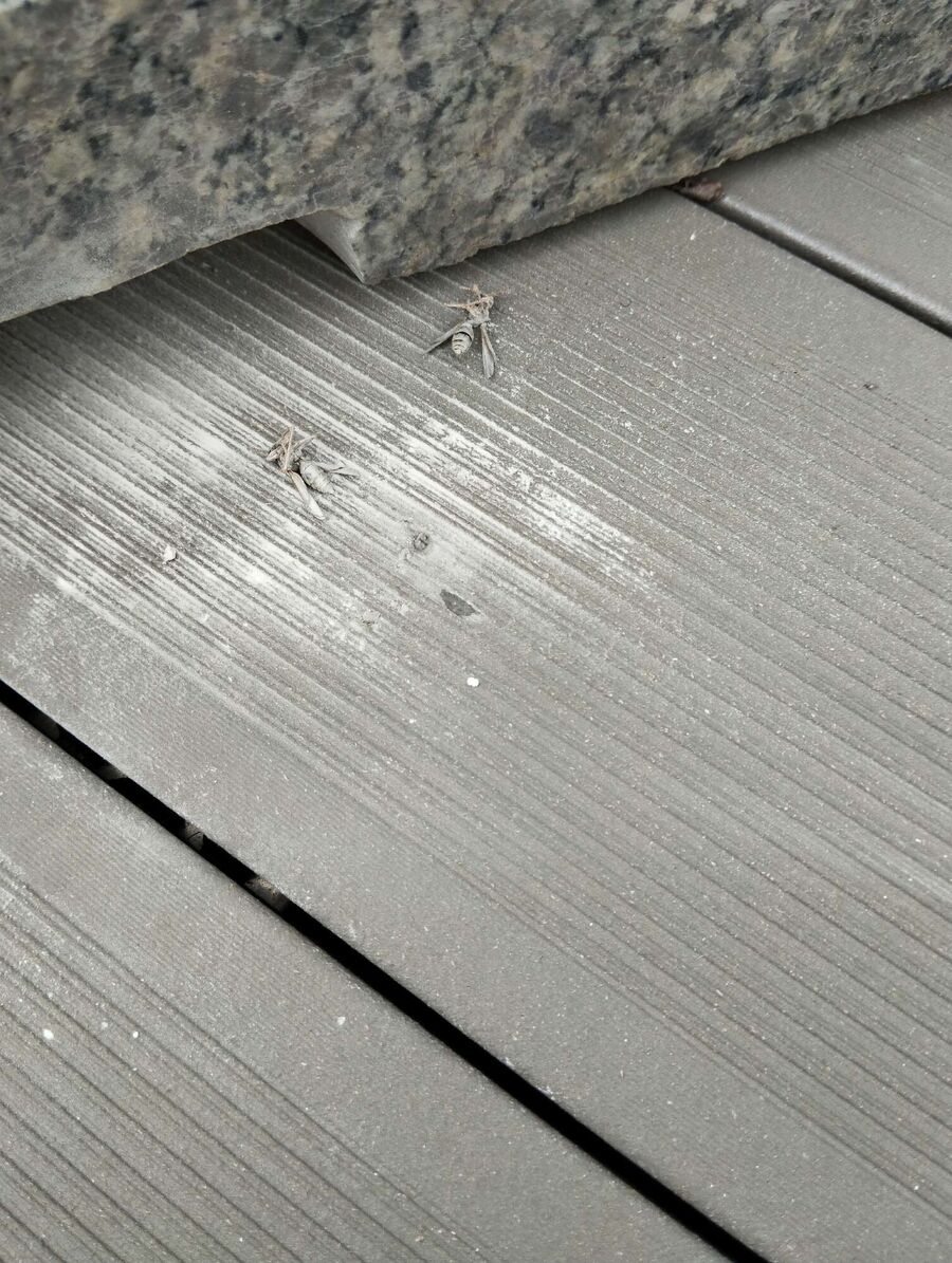 Bee nest at the house remove