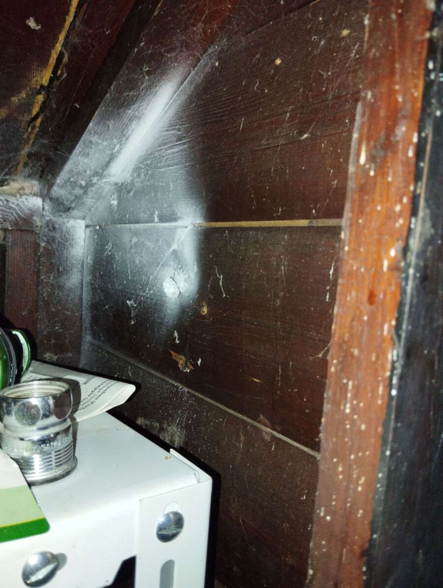 Relocate bees & remove bee nest