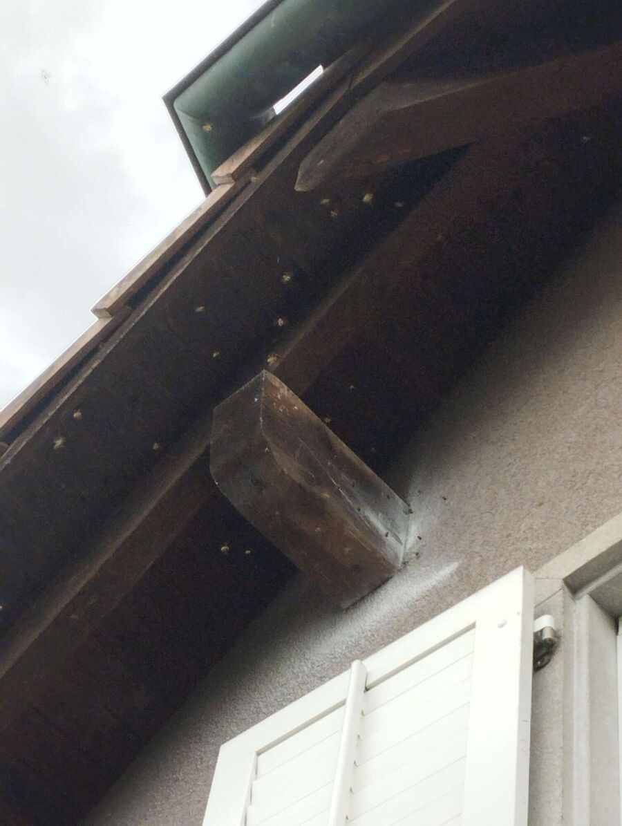 Bee nest at the house remove