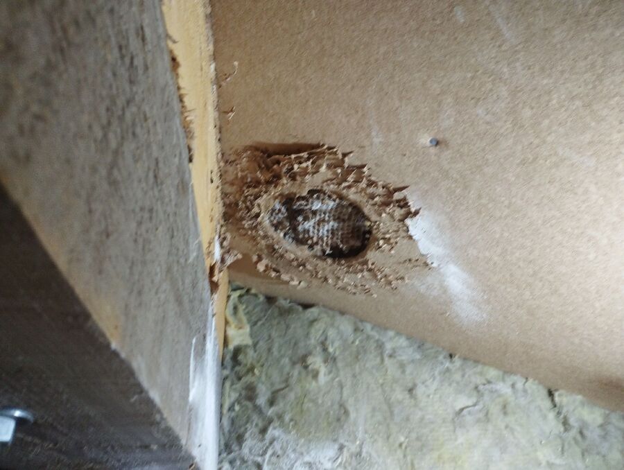 Bee nest at the house remove