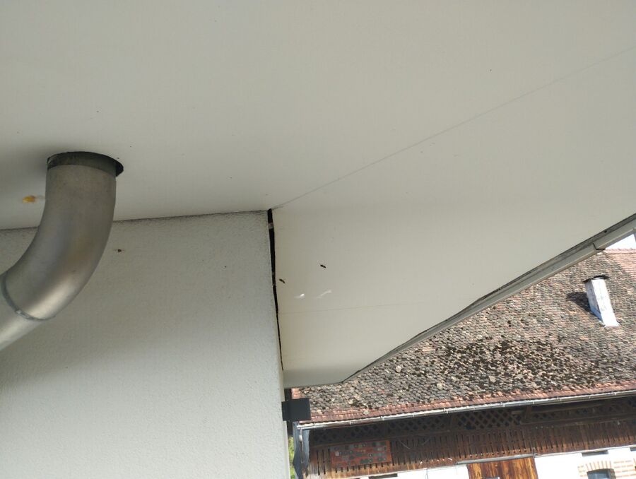 Bee nest at the house remove