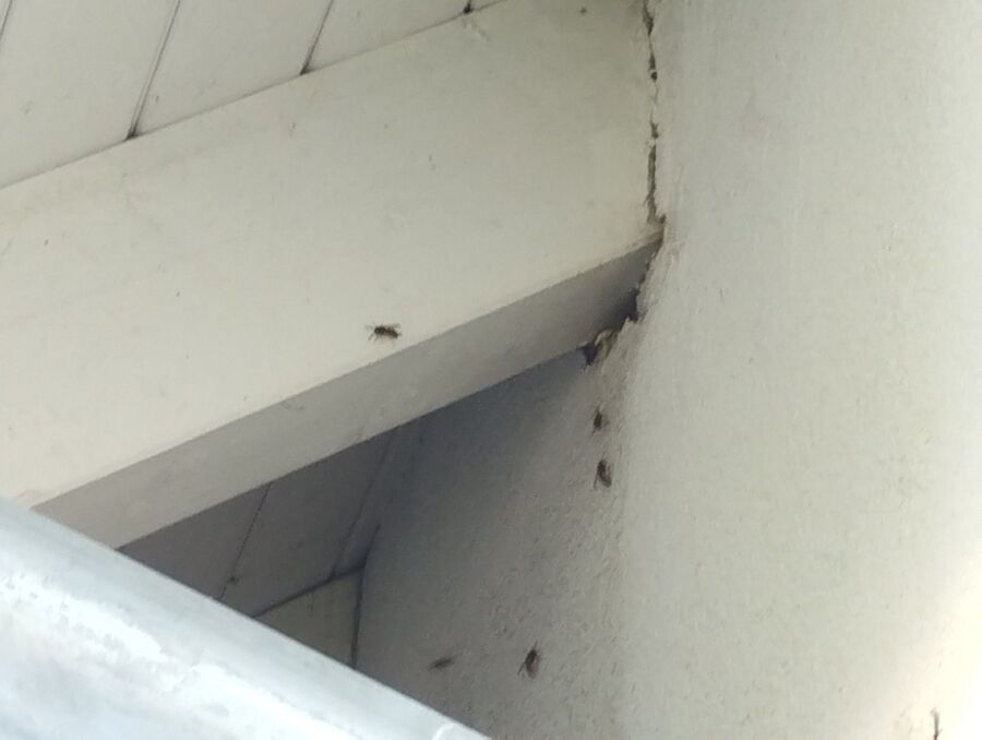 Bee nest at the house remove