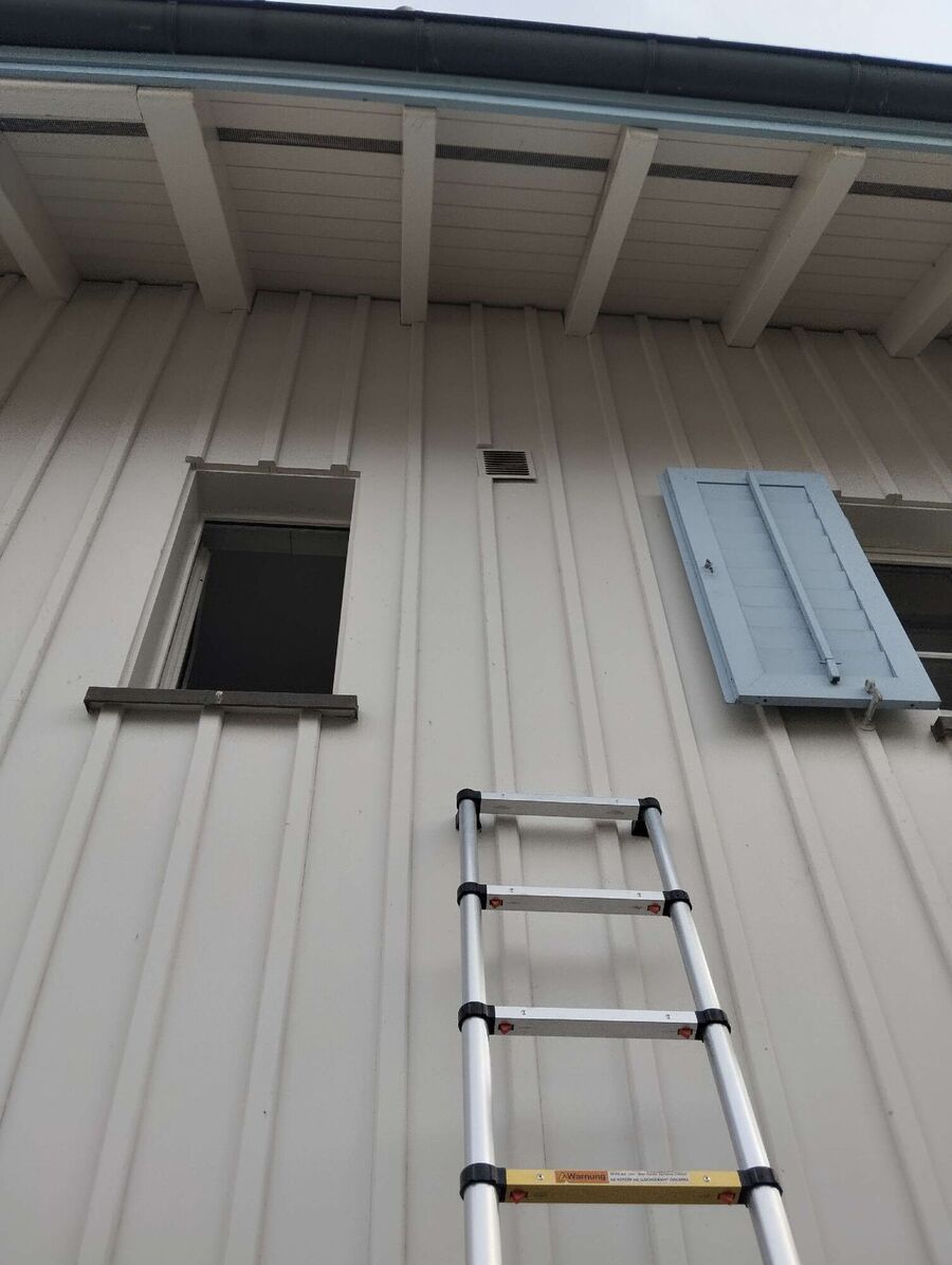 Relocate bees & remove bee nest