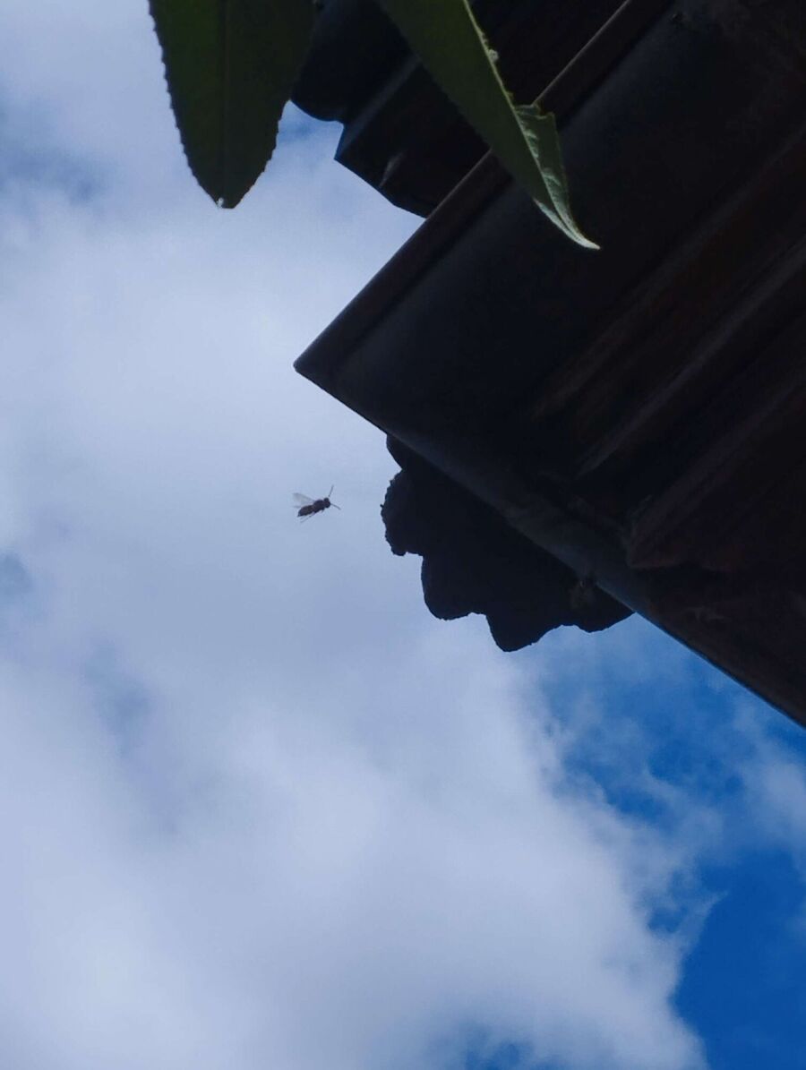 Relocate bees & remove bee nest