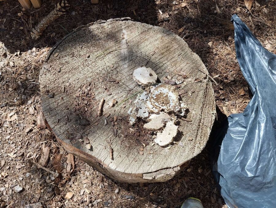 Bee nest at the house remove