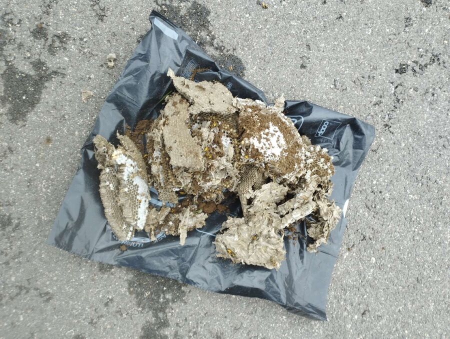 Bee nest at the house remove