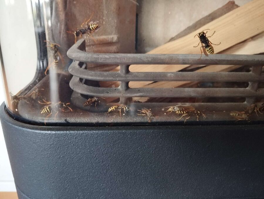 Bee nest at the house remove