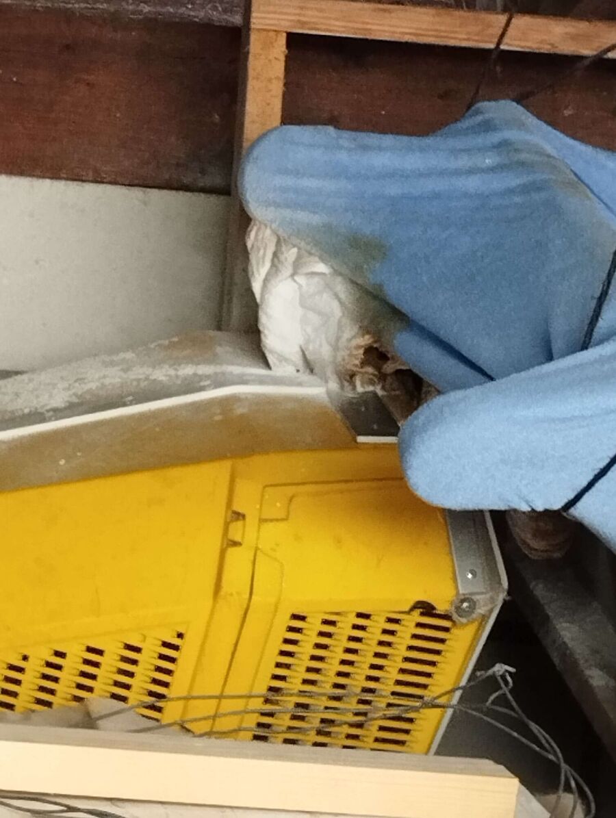 Relocate bees & remove bee nest