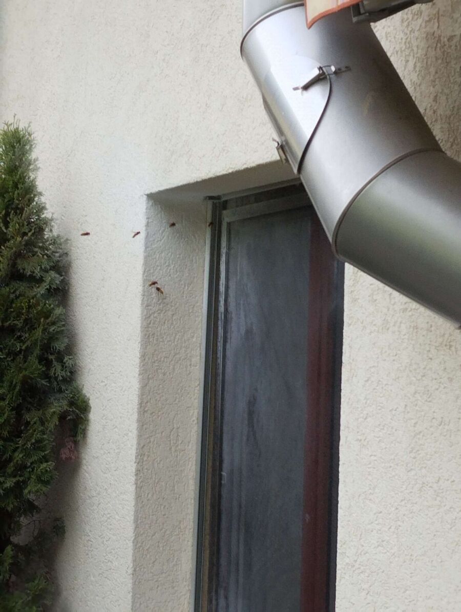 Relocate bees & remove bee nest