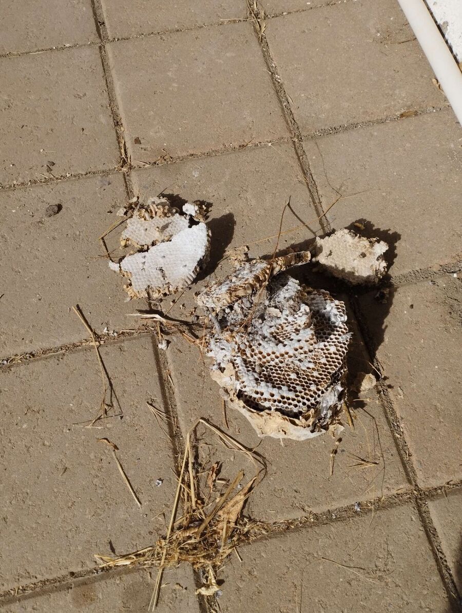 Relocate bees & remove bee nest