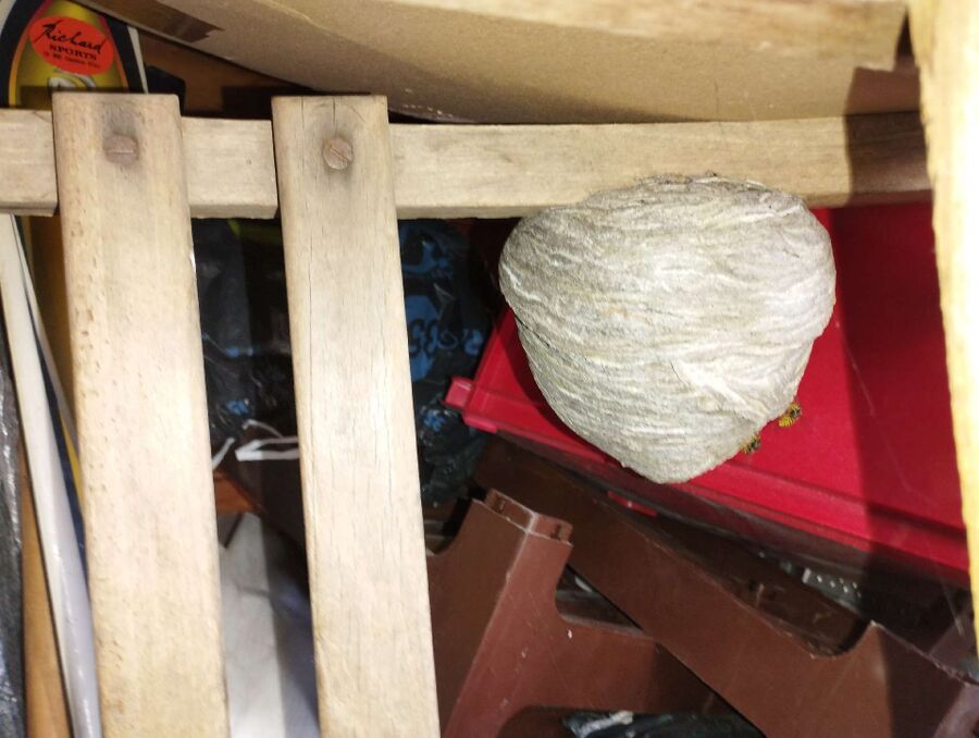 Bee nest at the house remove