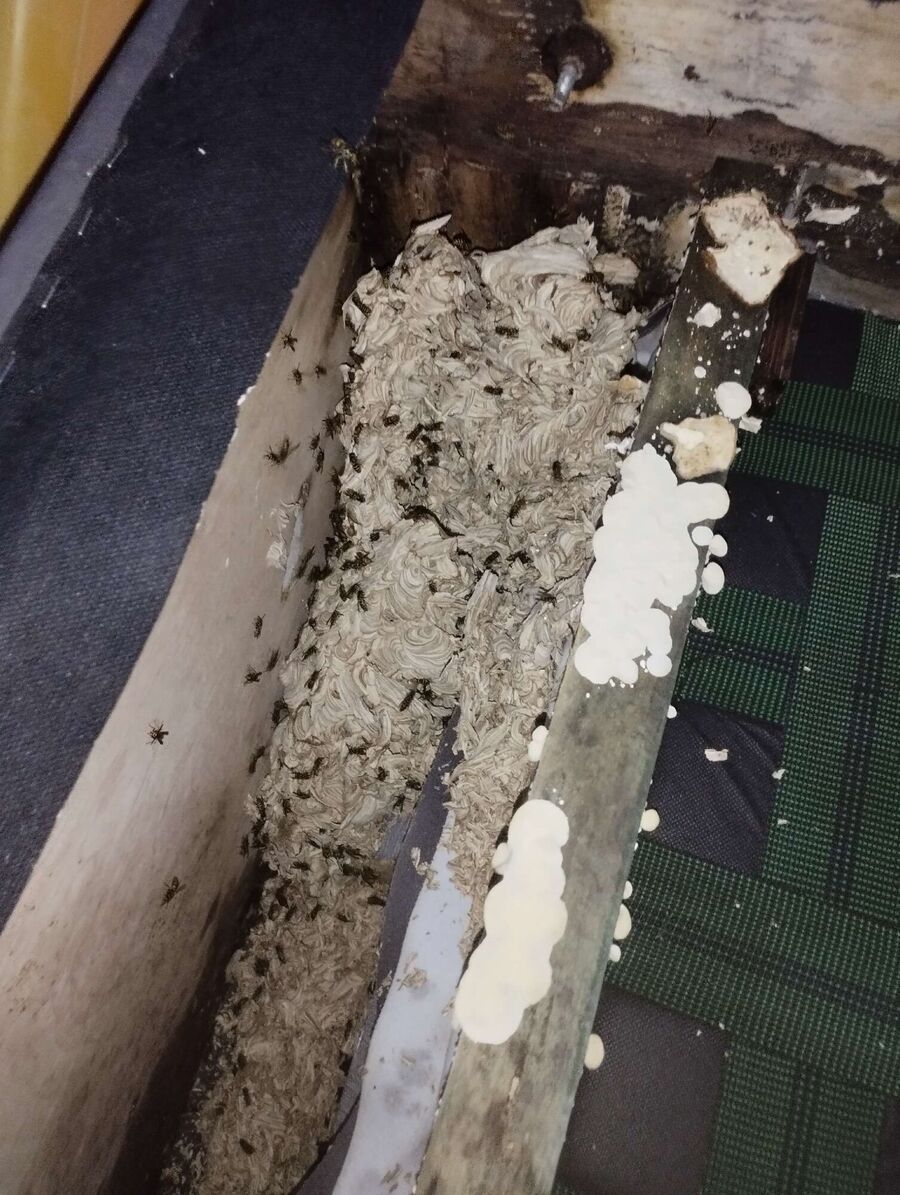 Bee nest at the house remove